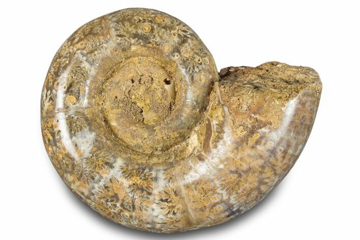 Jurassic Ammonite (Hemilytoceras) Fossil - Madagascar #283365